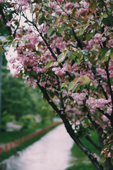 close-up photo of pink petaled flowers