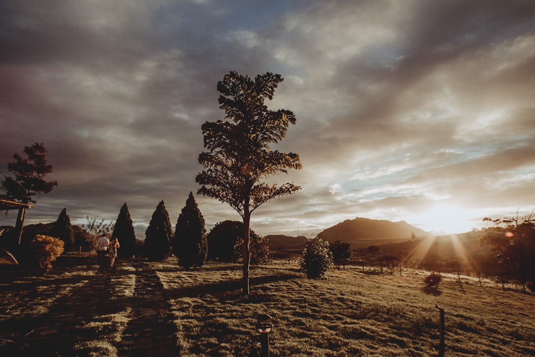 green trees under cloudy sky during daytime