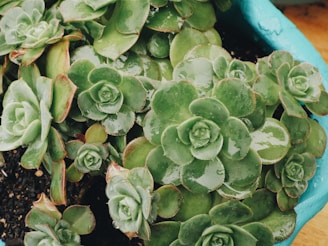A cluster of vibrant green succulents with rosette-shaped leaves, each adorned with subtle droplets of water. The plants are placed in a blue container, contrasting with the earthy surroundings of soil.