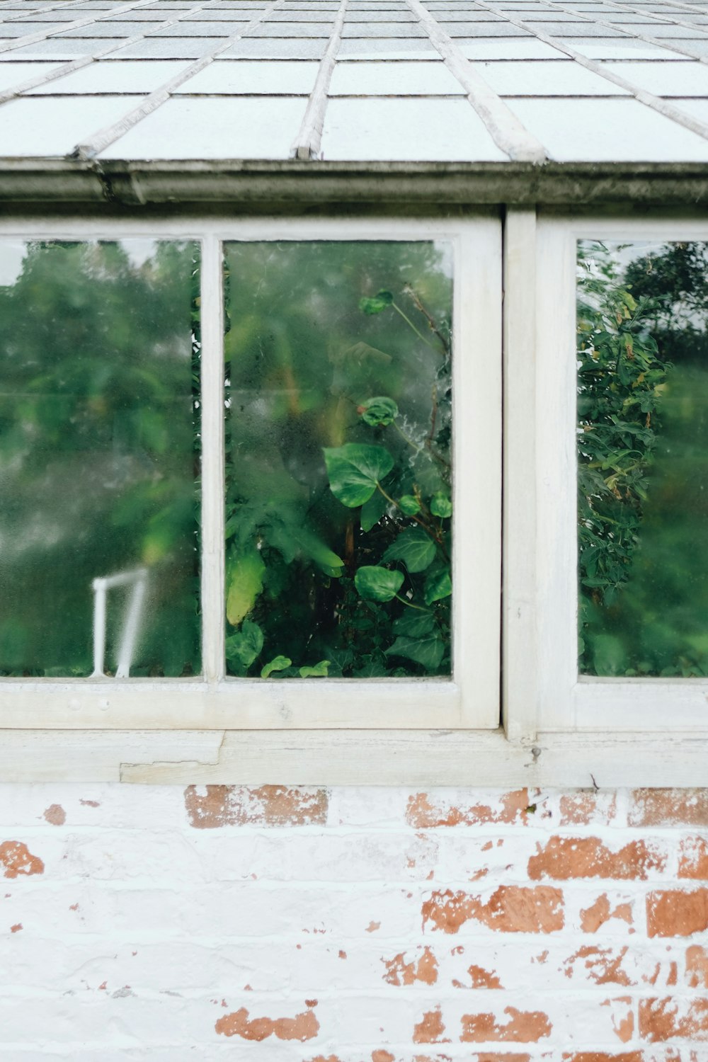 green plants on window