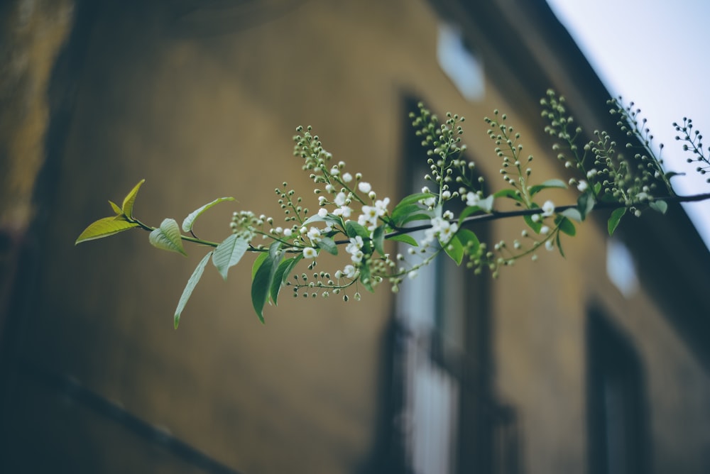 focus photography of white flower