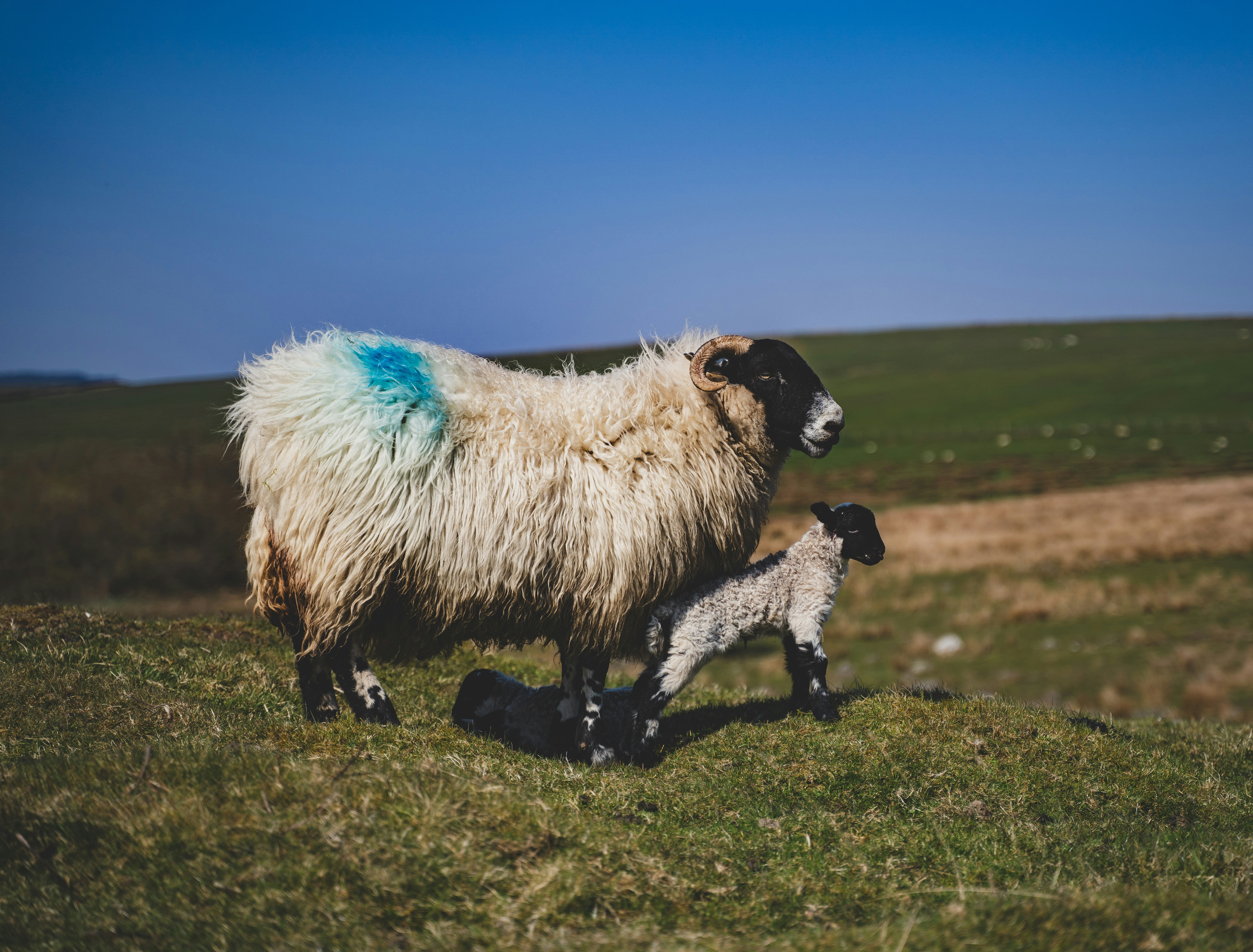 white sheep with kid