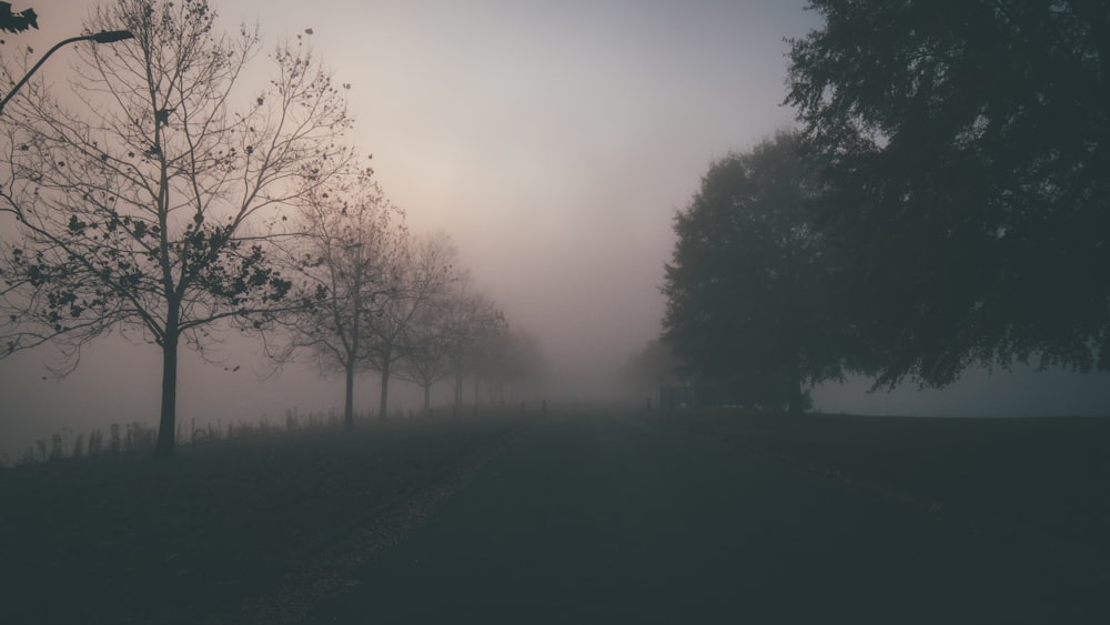 trees with fog