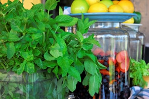A vibrant, fresh arrangement of ingredients including a large bunch of mint leaves, a plate of mixed citrus fruits such as limes, lemons, and oranges, and large glass jars filled with blueberries and sliced red apples.