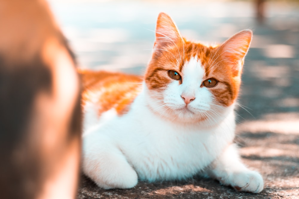 orange tabby cat on ground