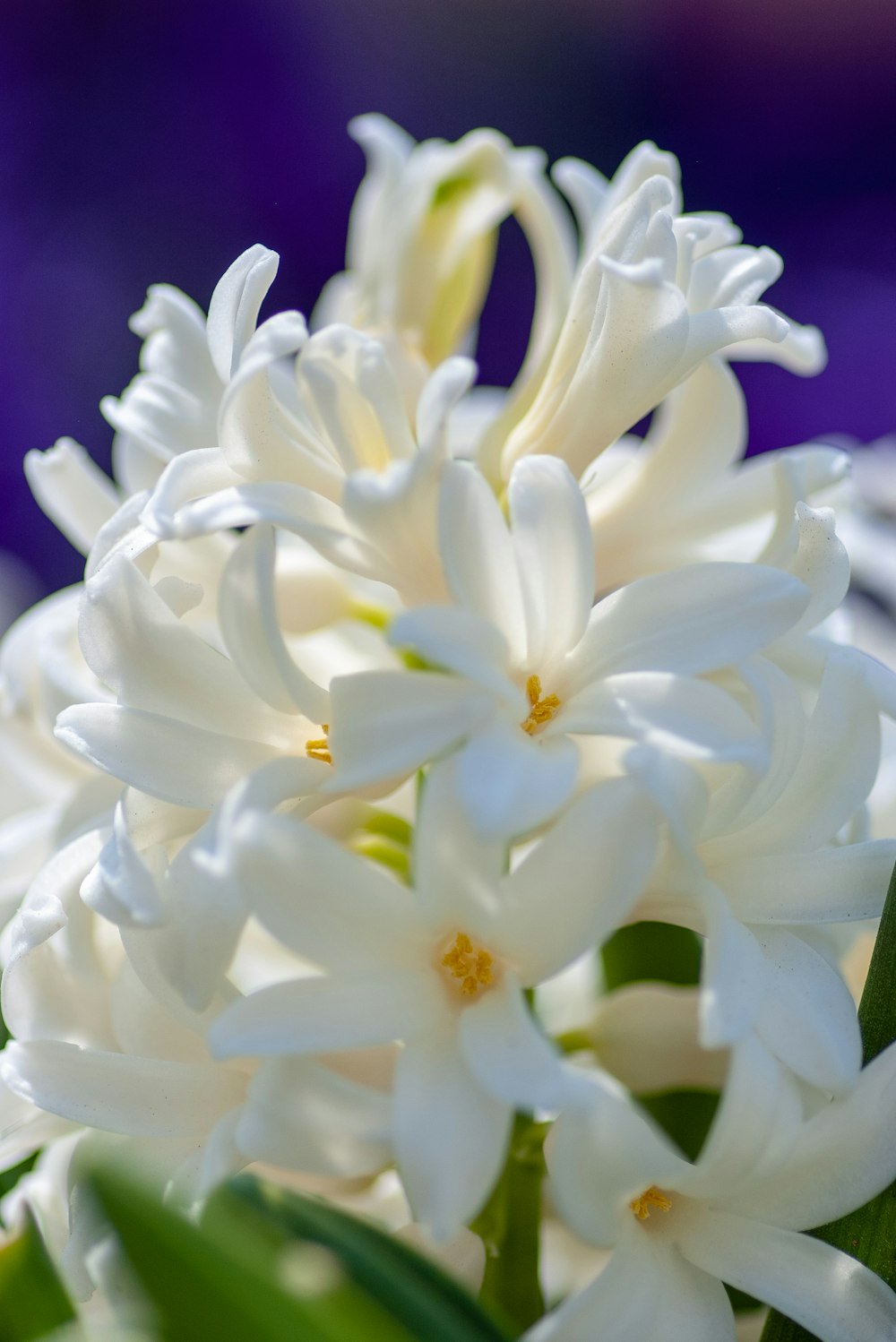 Fotografia de close-up da planta da flor da pétala branca