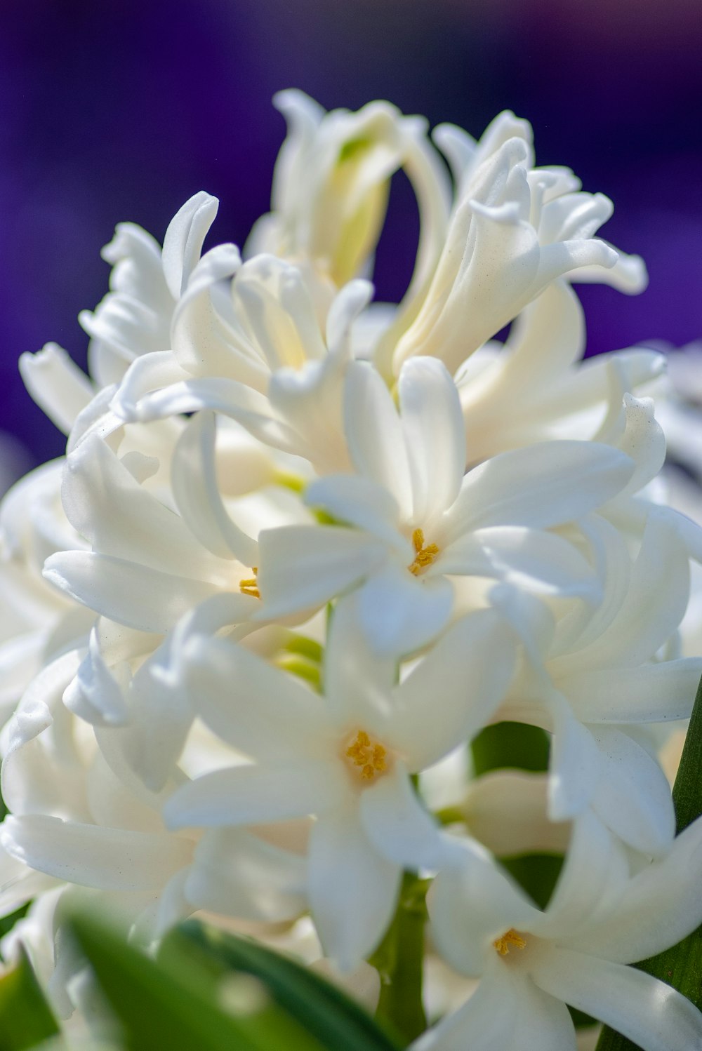 Nahaufnahme der weißblättrigen Blumenpflanze