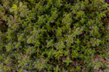 Close-up of vibrant green medicinal herbs growing in a Surinamese garden.