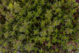 Close-up of vibrant green medicinal herbs thriving in a sunlit backyard garden.