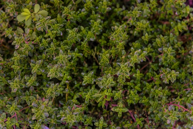 Close-up of vibrant green medicinal herbs thriving in a sunlit backyard garden.