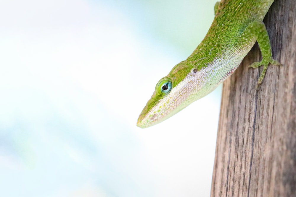 foto de foco raso do lagarto verde