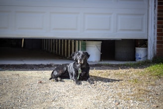 A black Labrador retriever lies on a gravel driveway in front of a partially open garage door. The dog has a collar with tags, and in the background various containers and objects are visible in the garage.