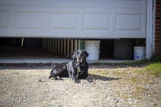 A black Labrador retriever lies on a gravel driveway in front of a partially open garage door. The dog has a collar with tags, and in the background various containers and objects are visible in the garage.