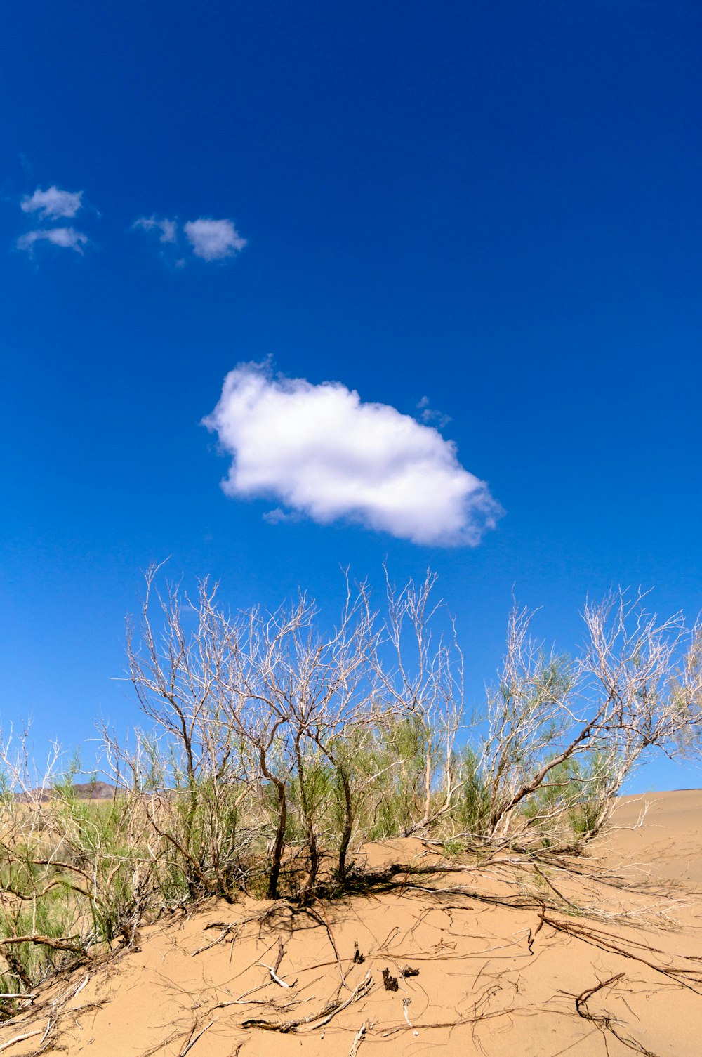 green leaf plant under blue sky during daytime