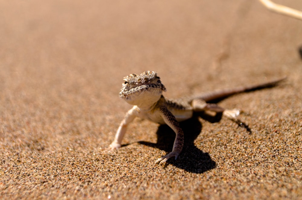 close-up of brown lizard