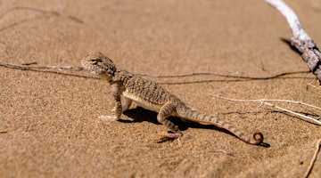 Taraz קזחסטן