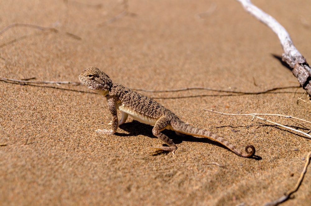 gray lizard on gray desert