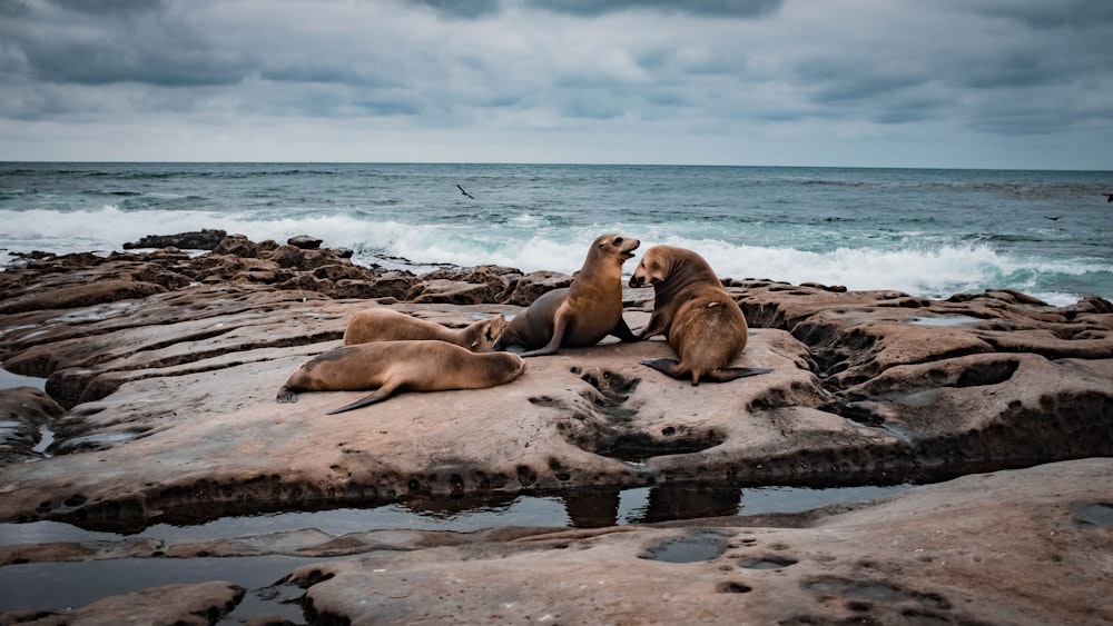 four gray sea lion on rock under cloudy sky
