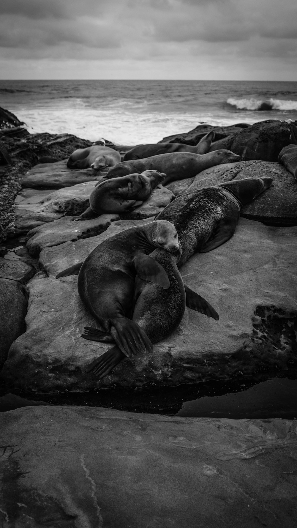 grayscale photo of seal on rocks