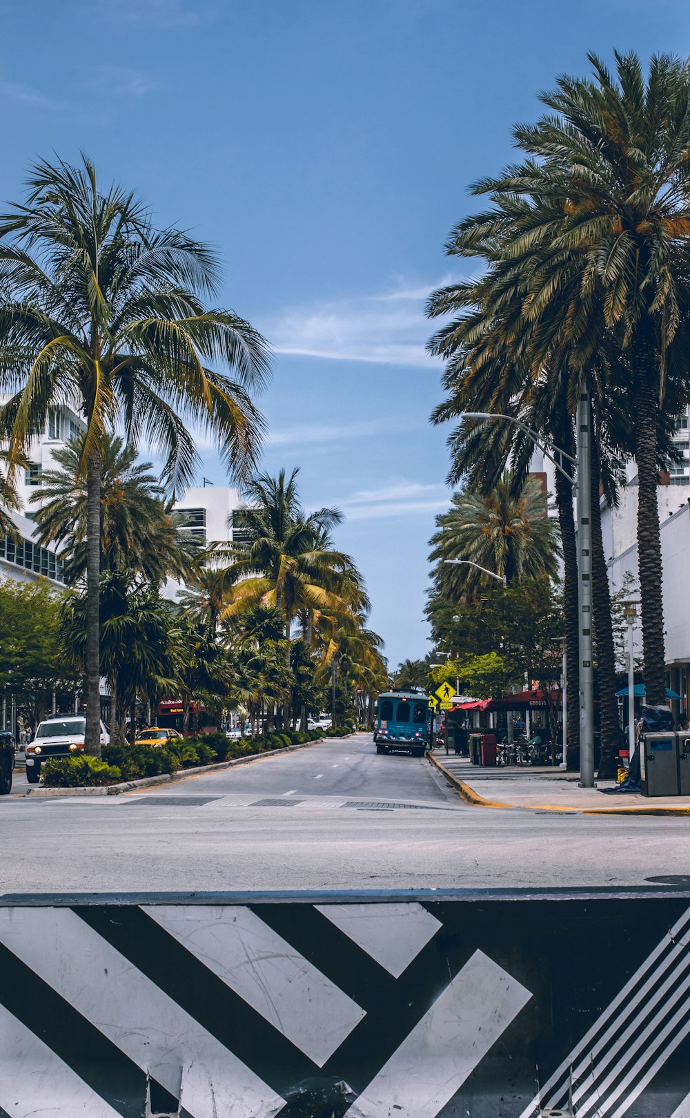 green palm trees