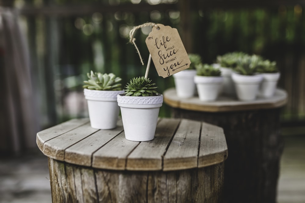 white potted green succulent plant\