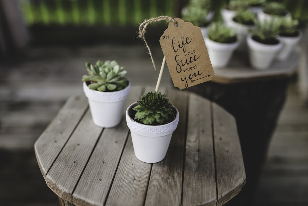 white potted green succulent plant on table