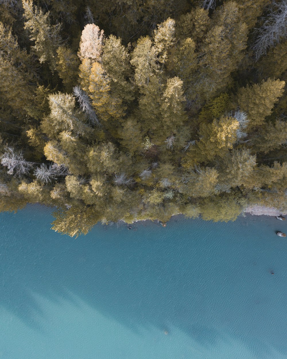 aerial photography of green trees beside body of water