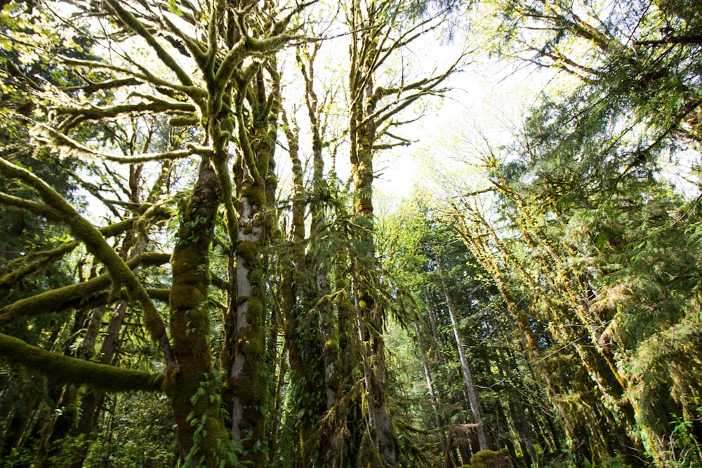 green trees