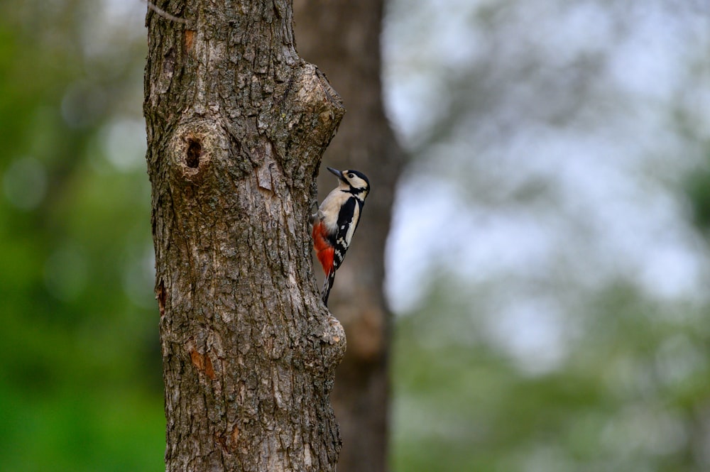 oiseau blanc et noir sur tronc d’arbre