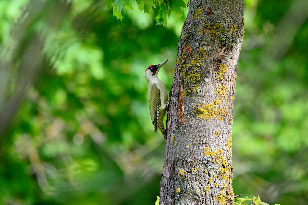 green and white bird on gray wood