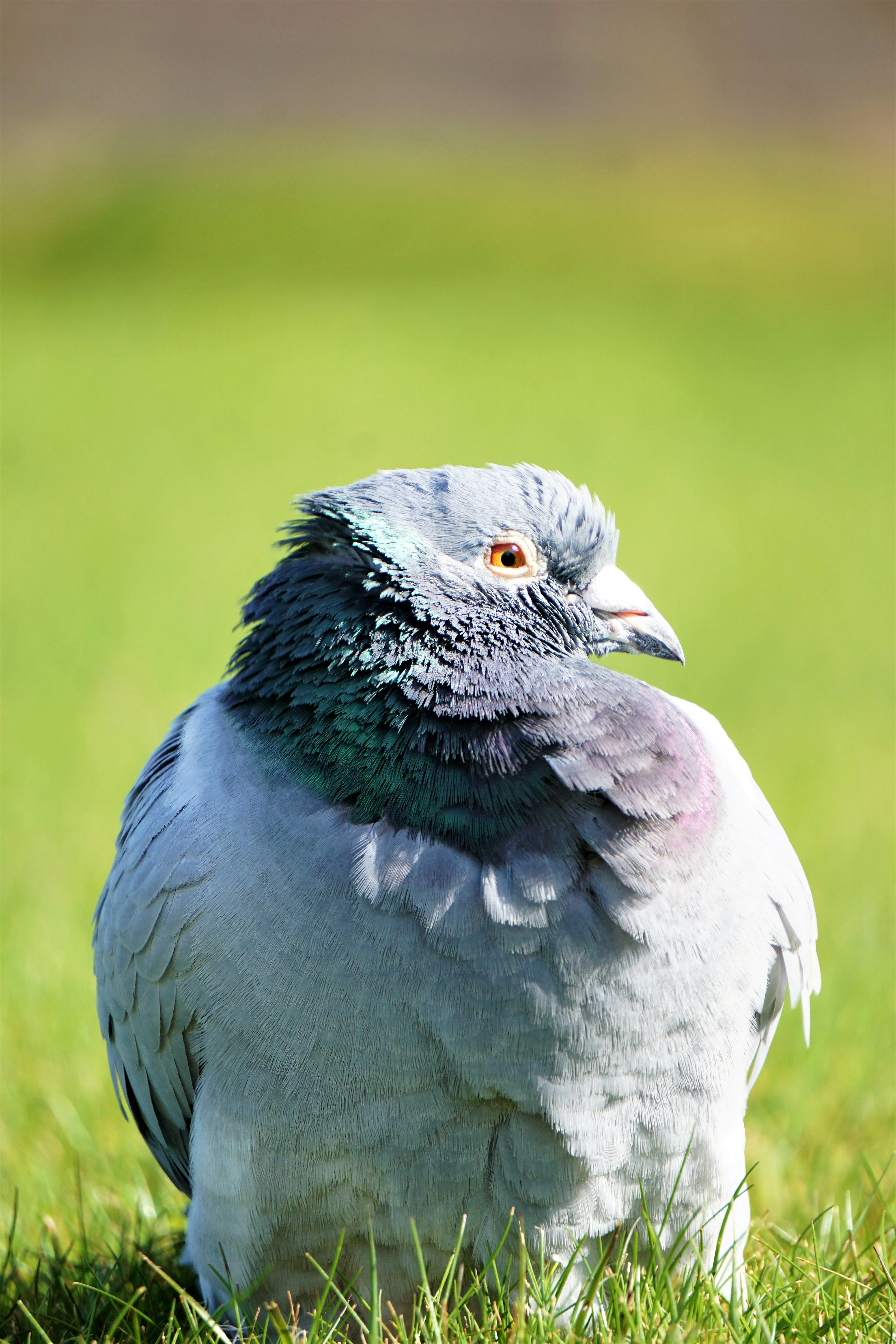 silver bird on grass