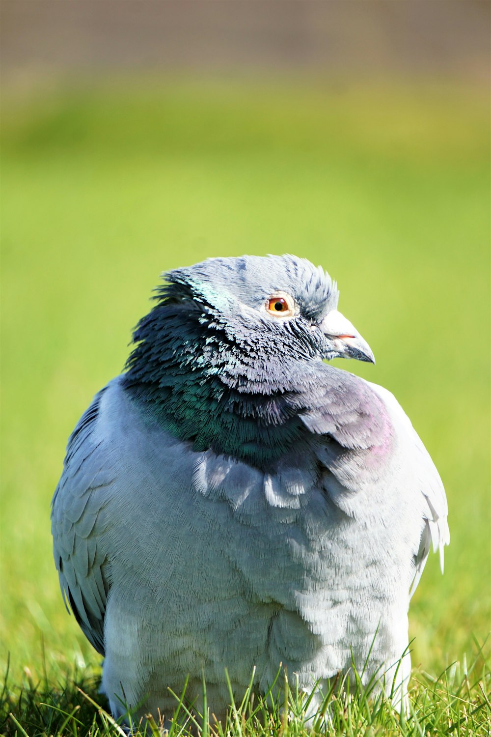 silver bird on grass