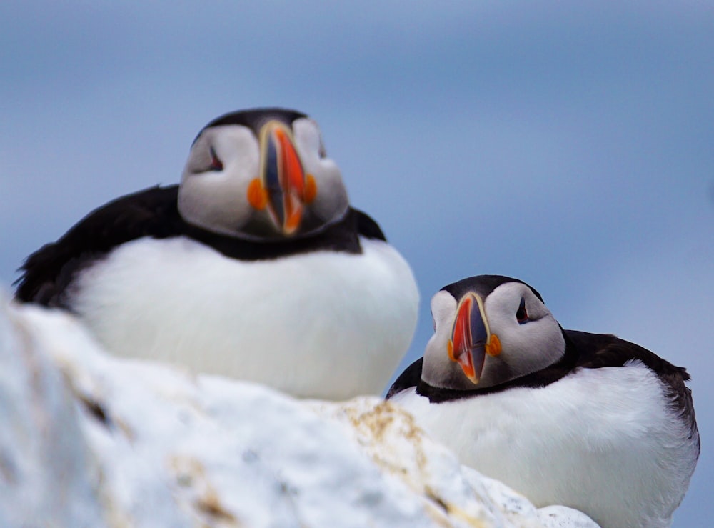 two white-and-black penguins