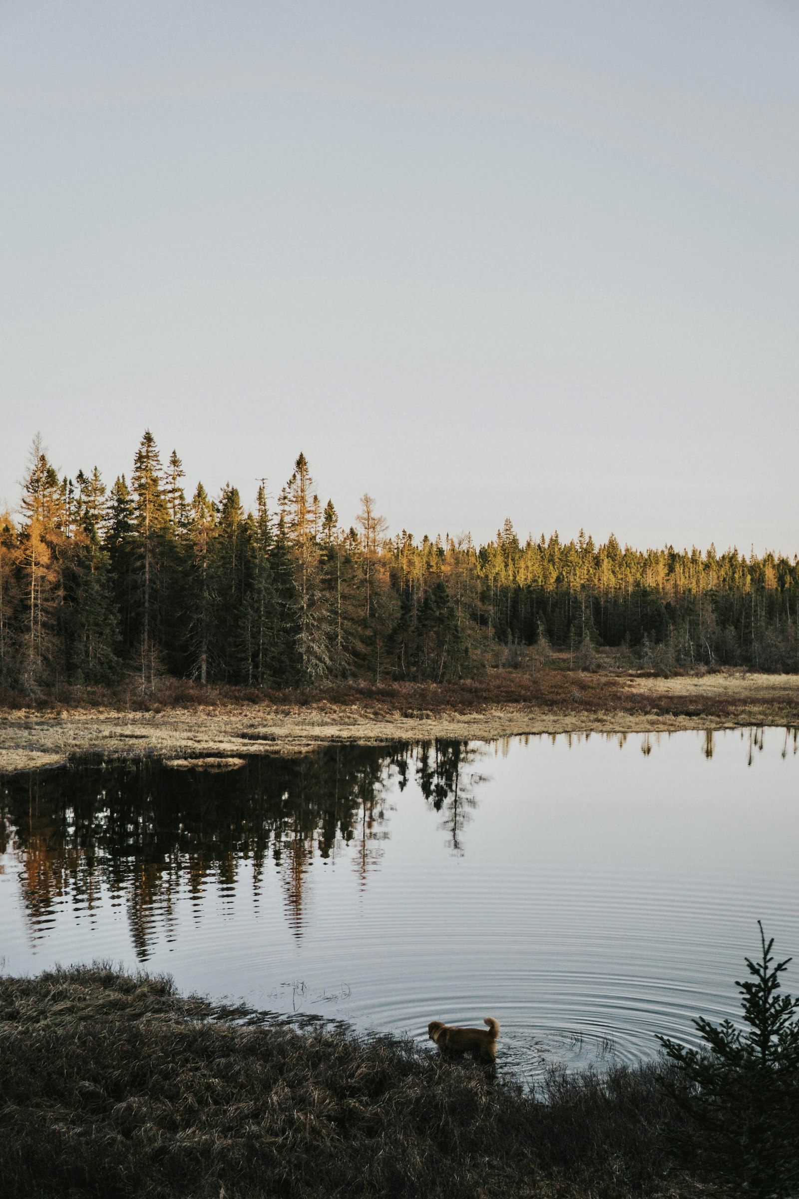 Sony a6000 + Sigma 30mm F1.4 DC DN | C sample photo. Brown and green pine photography