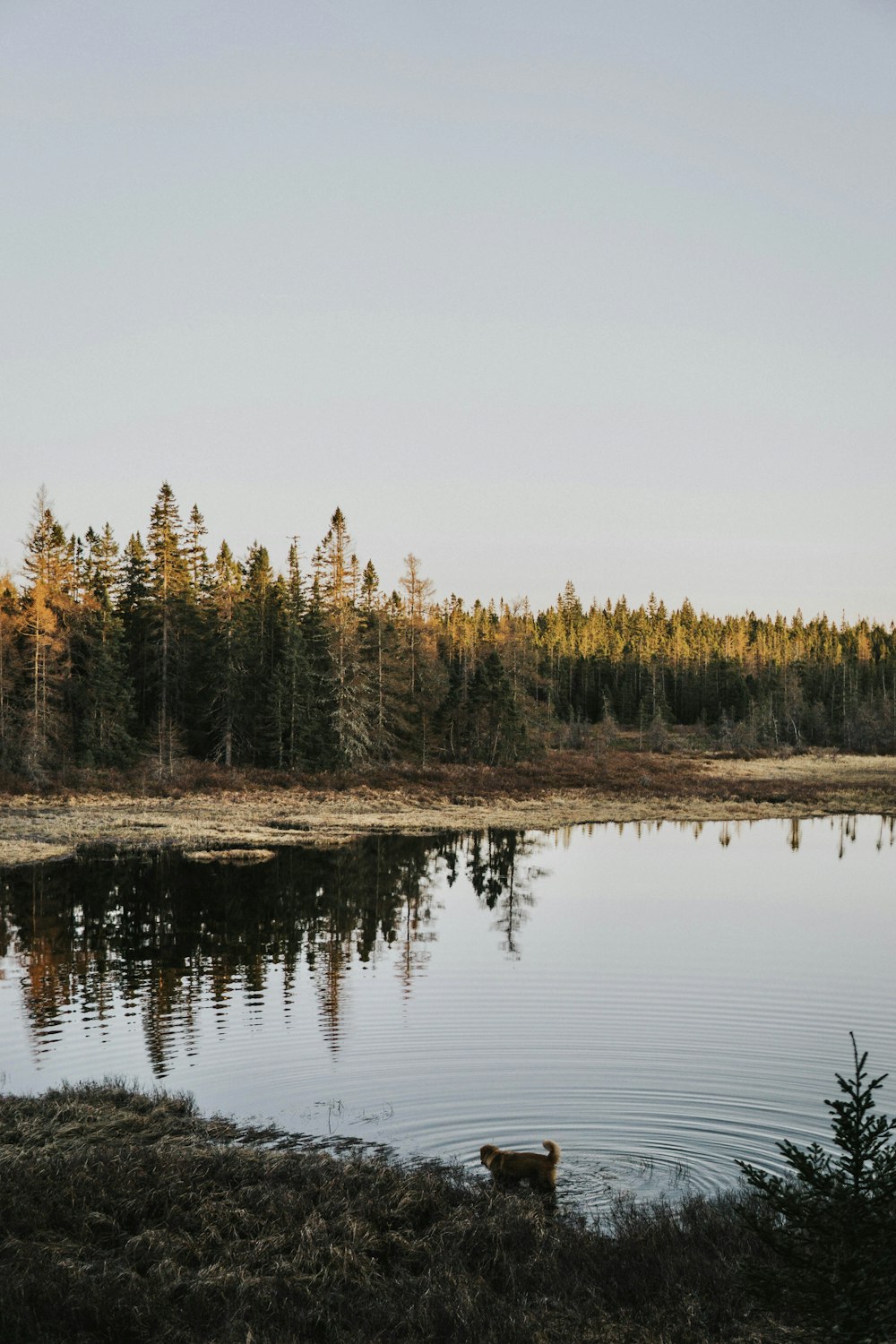 brown and green pine tree near body of water