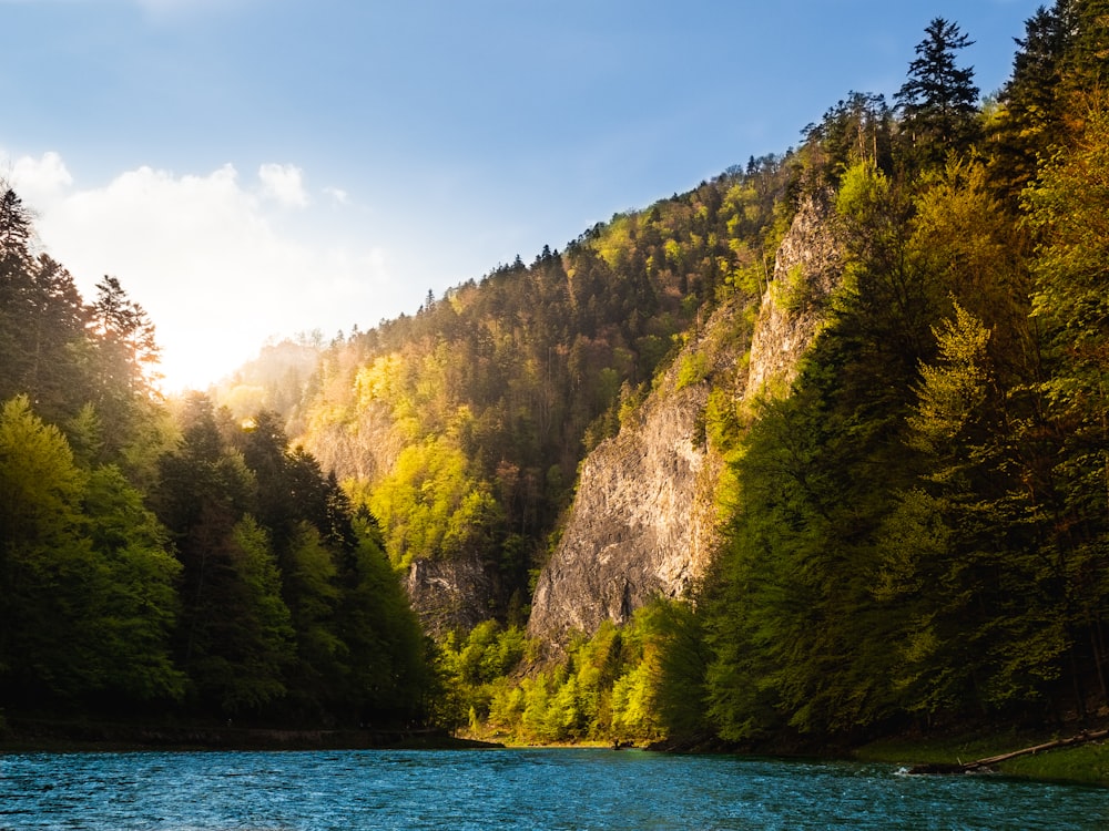 body of water between trees