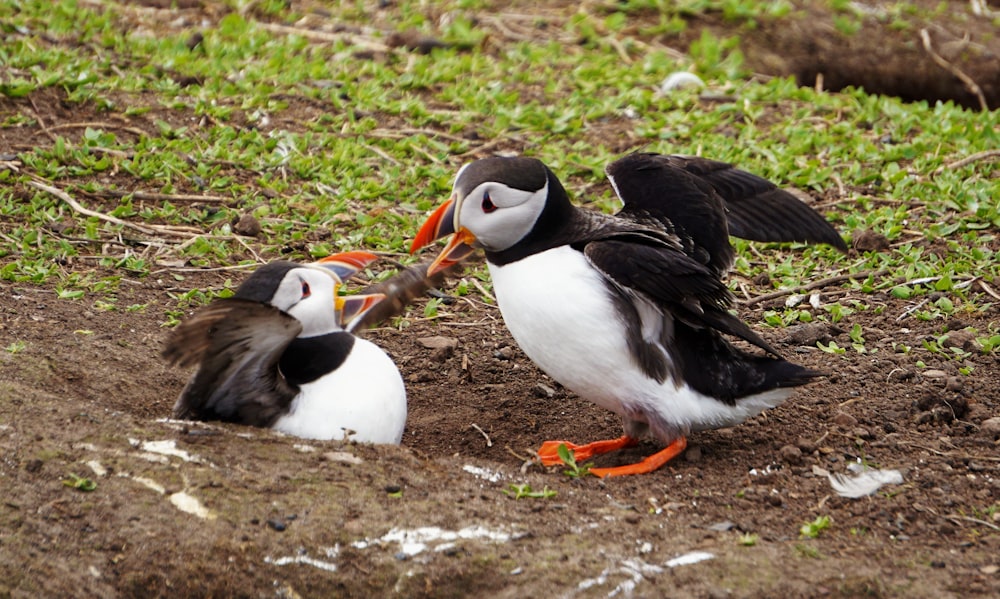 deux oiseaux blancs