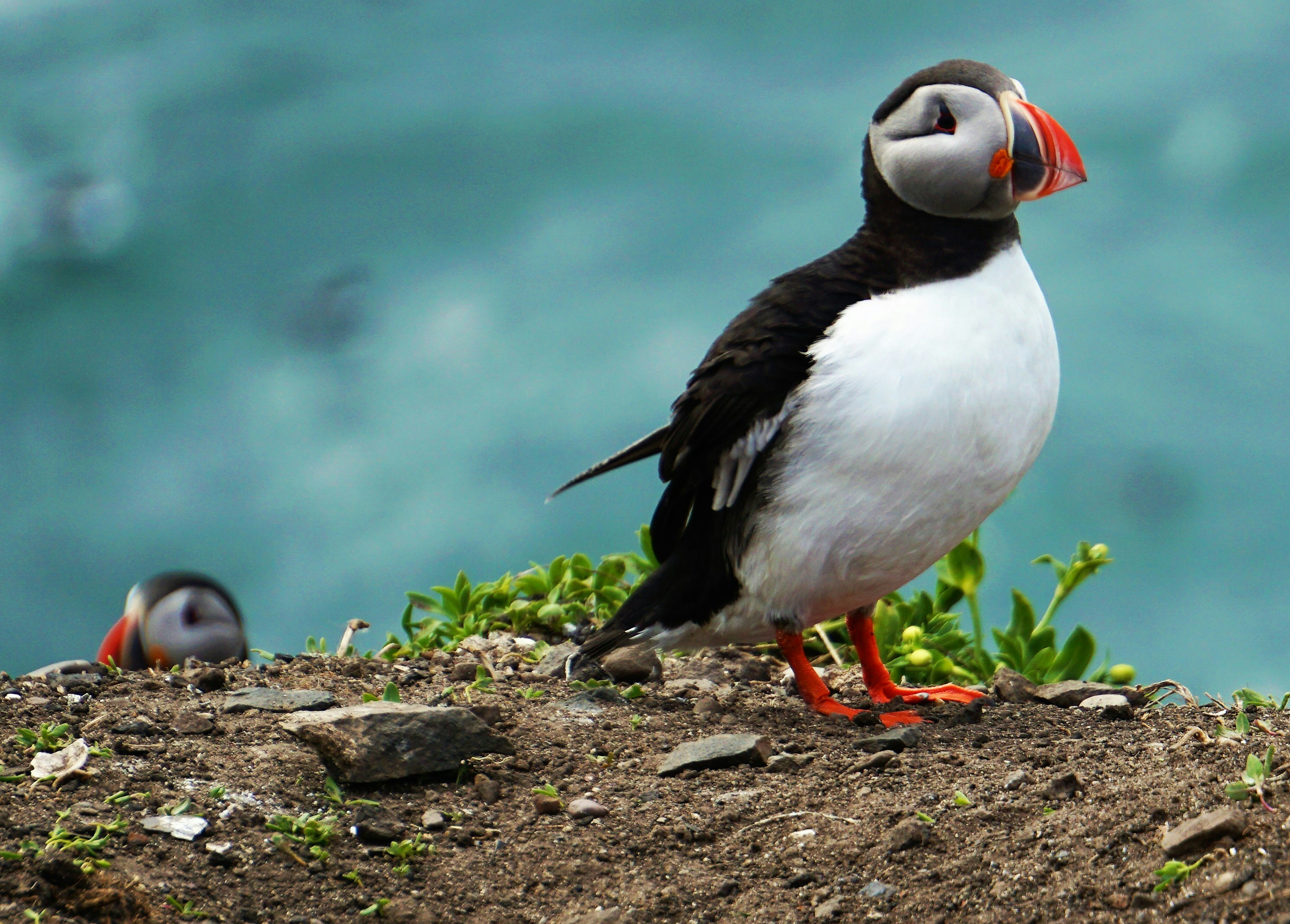two puffin birds, 