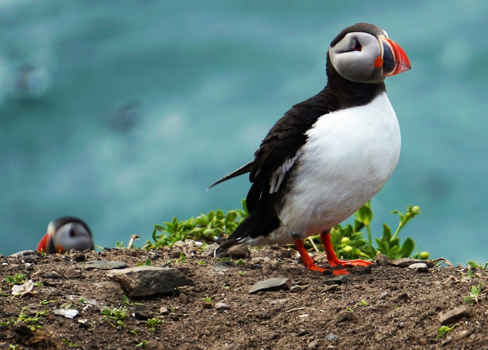 two puffin birds