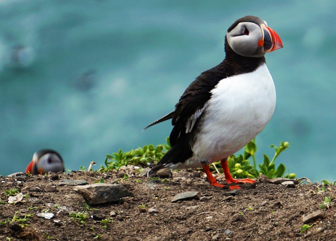 two puffin birds,