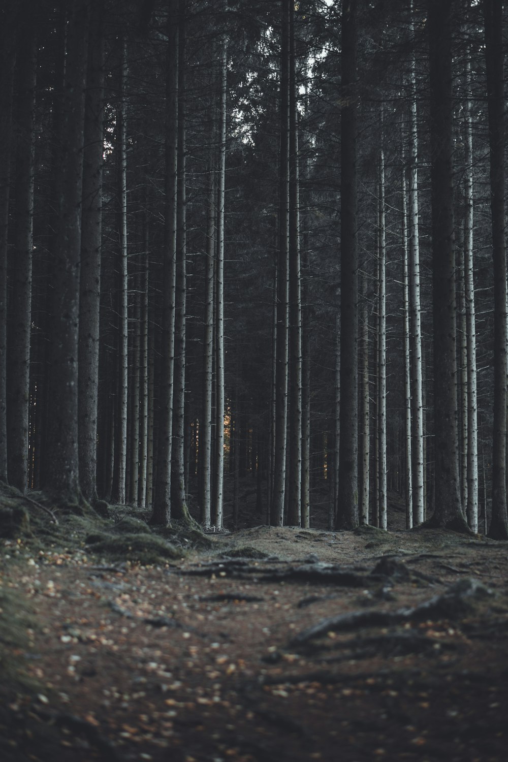 tree on the forest photography