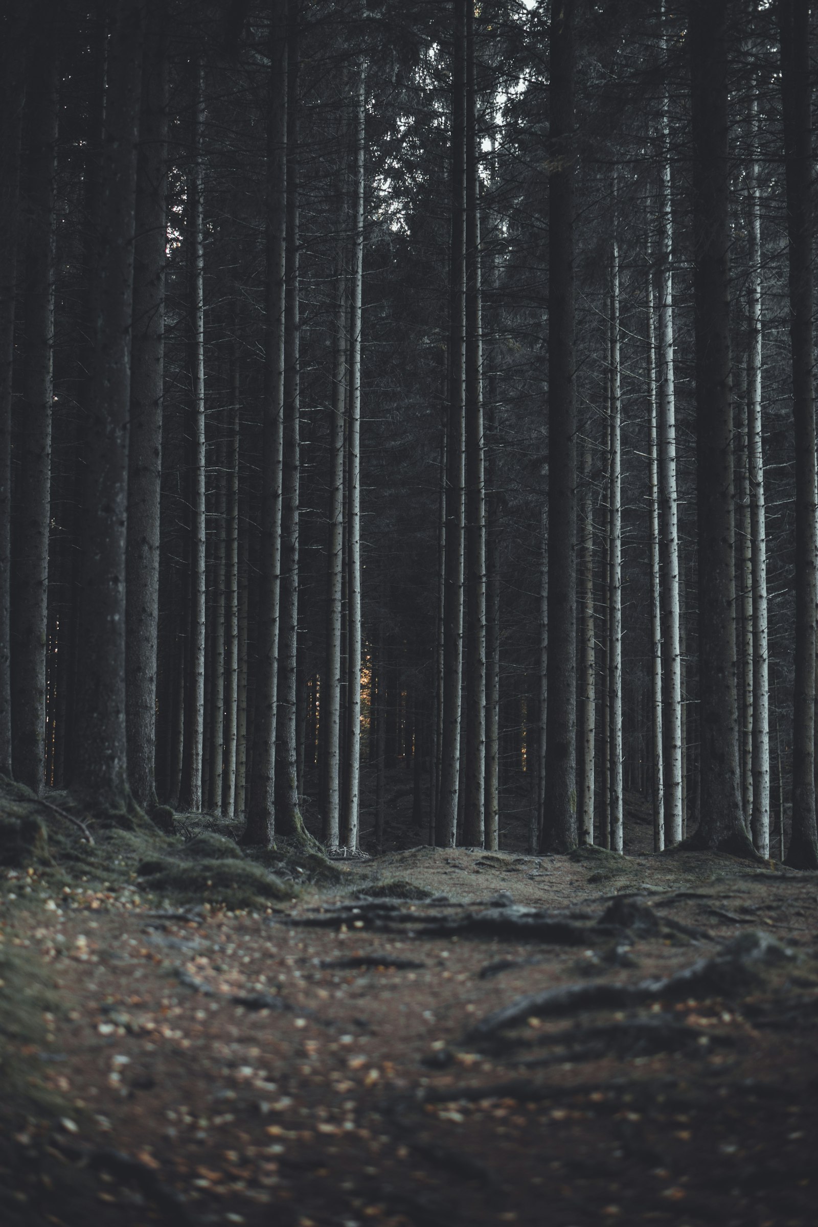 Sony a7 II + E 50mm F1.8 OSS sample photo. Tree on the forest photography