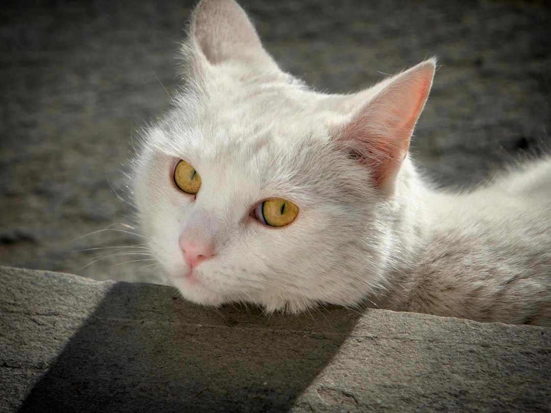 short-coated white cat