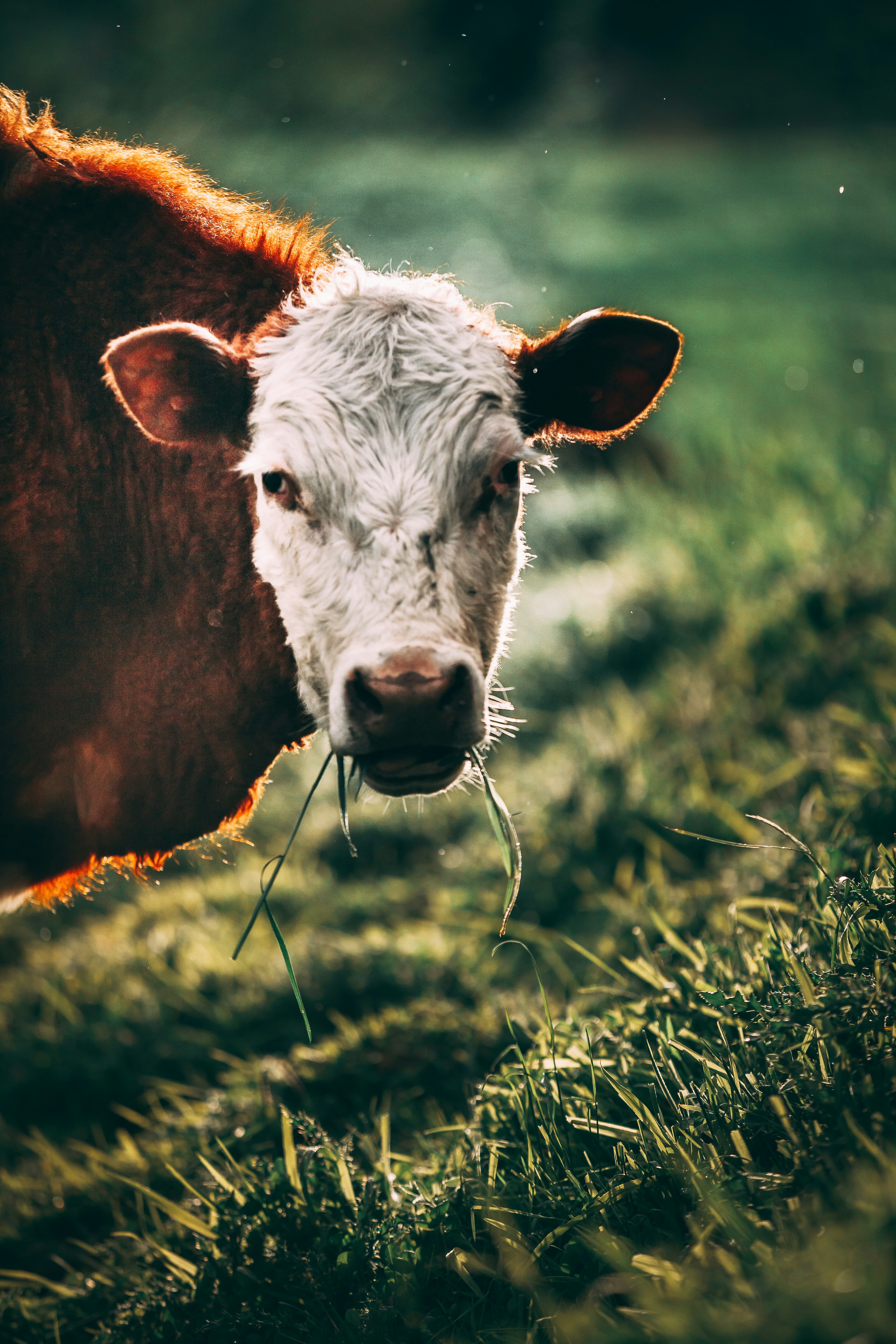 white and brown cattle