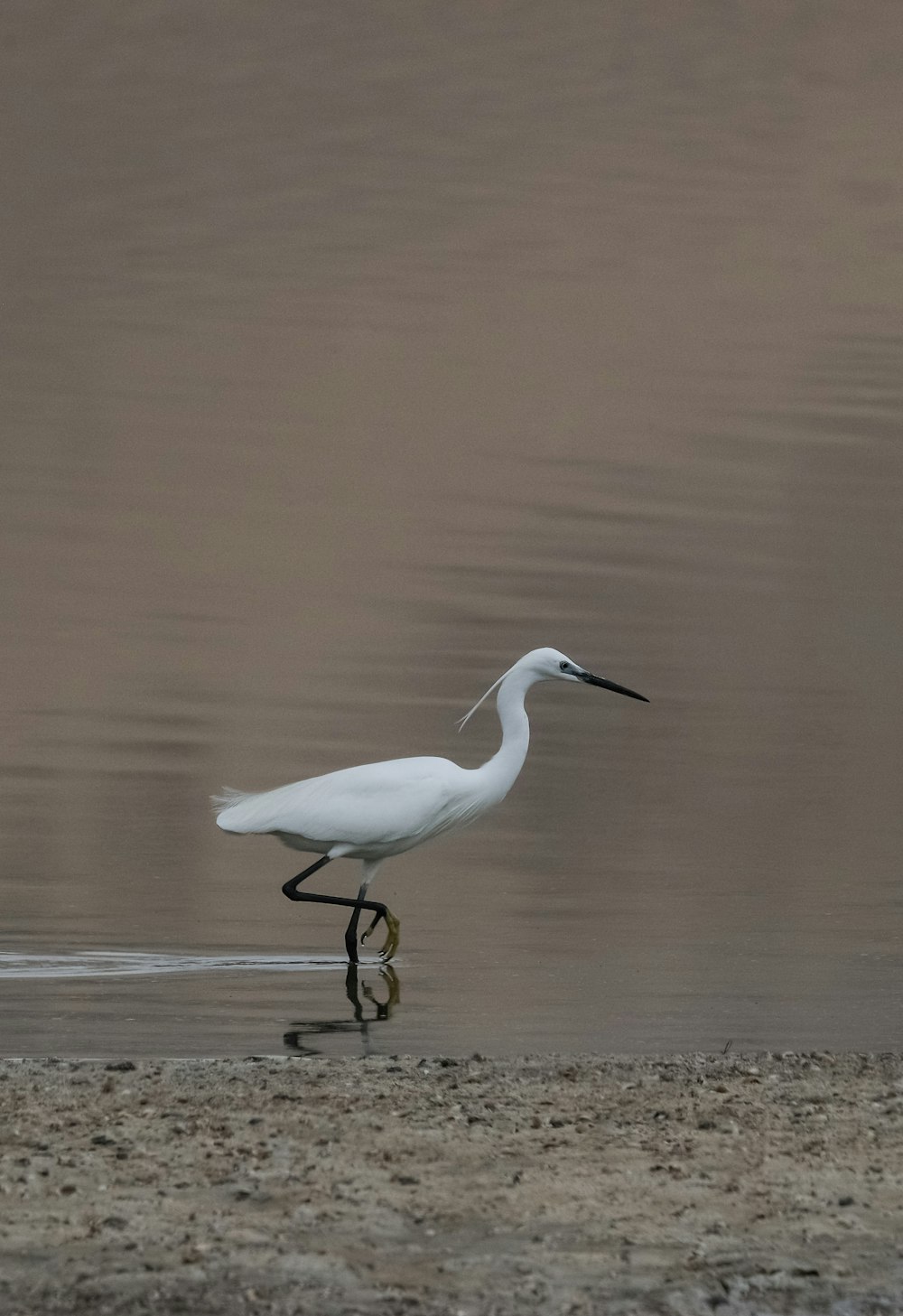 white flamingo on calm water