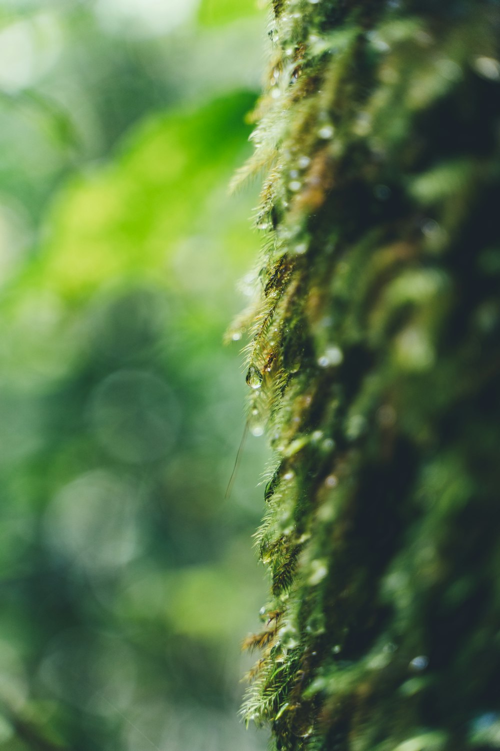 close-up photo of tree trunk covered with leaves