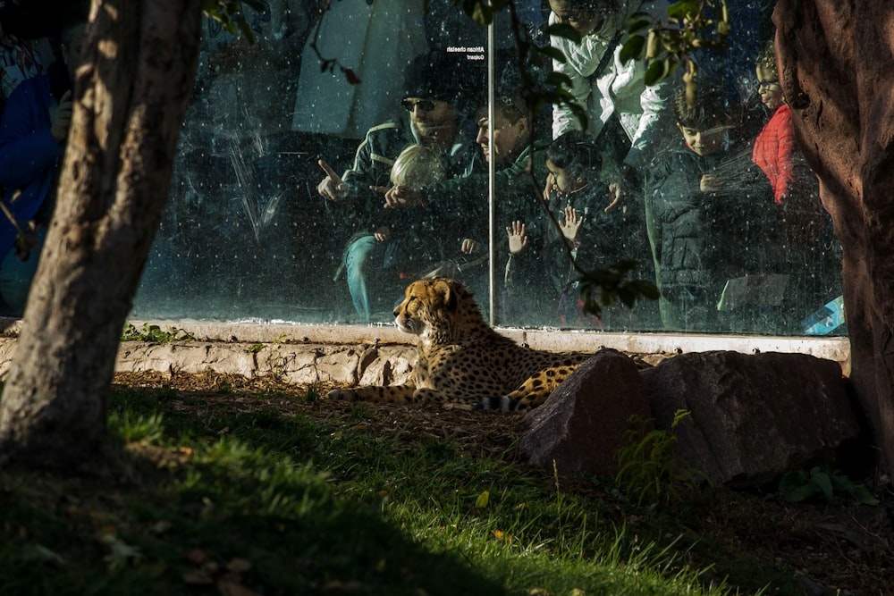 cheetah in cage near people