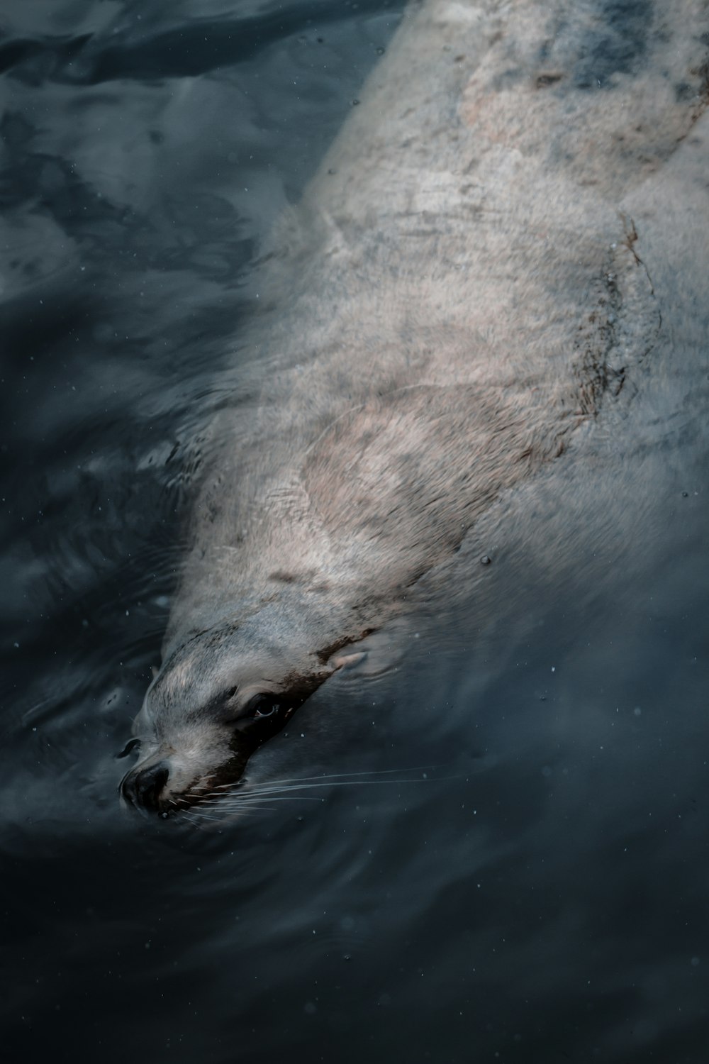 sea lion swimming underwater