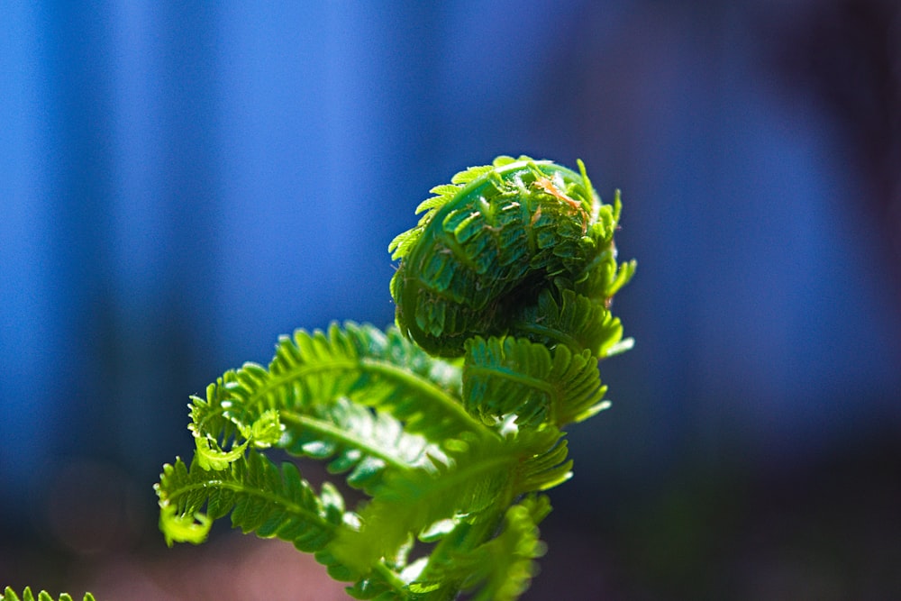 Ausgewählter Fokus Fotografie der grünen Blattpflanze