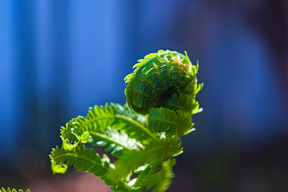 Fotografía de enfoque seleccionado de planta de hoja verde